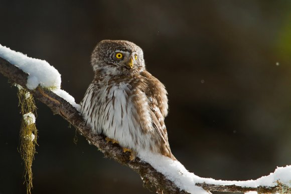 Civetta nana - Pigmy owl (Glaucidium passerinum)