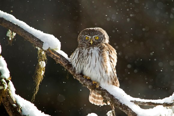 Civetta nana - Pigmy owl (Glaucidium passerinum)