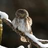 Civetta nana - Pigmy owl (Glaucidium passerinum)