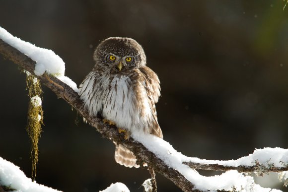 Civetta nana - Pigmy owl (Glaucidium passerinum)