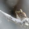 Civetta nana - Pigmy owl (Glaucidium passerinum)