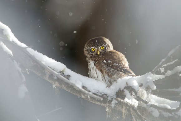 Civetta nana - Pigmy owl (Glaucidium passerinum)