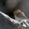 Civetta nana - Pigmy owl (Glaucidium passerinum)