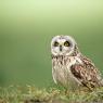 Gufo di palude - Short eared owl (Asio flammeus)