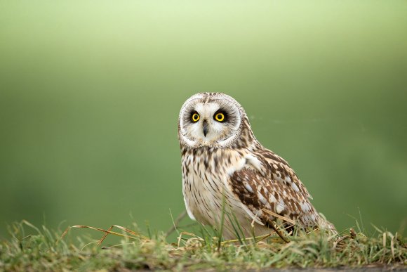 Gufo di palude - Short eared owl (Asio flammeus)