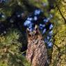 Gufo comune - Long eared owl (Asio otus)