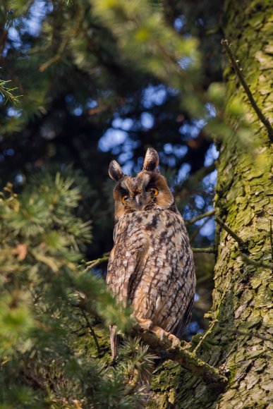 Gufo comune - Long eared owl (Asio otus)