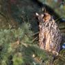 Gufo comune - Long eared owl (Asio otus)