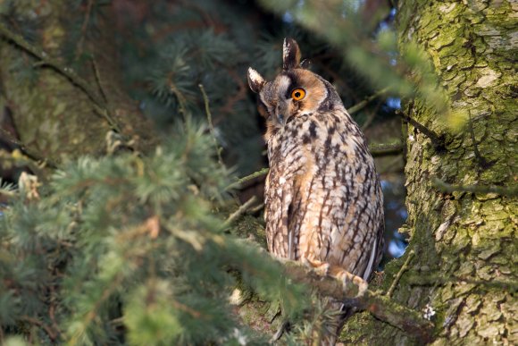 Gufo comune - Long eared owl (Asio otus)