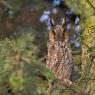 Gufo comune - Long eared owl (Asio otus)