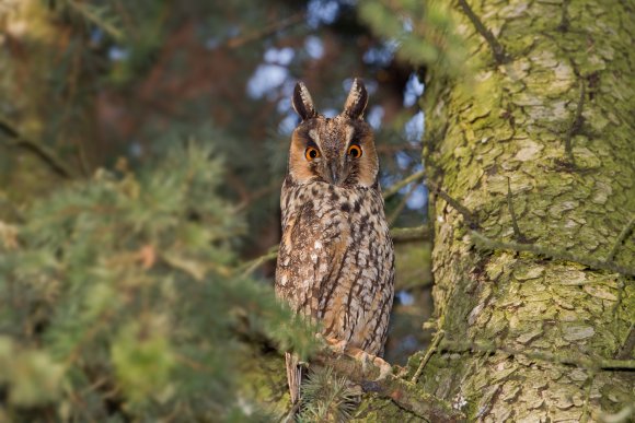 Gufo comune - Long eared owl (Asio otus)