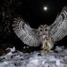 Allocco - Tawny owl