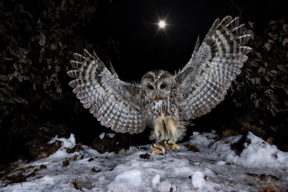 Allocco - Tawny owl