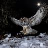 Allocco - Tawny owl