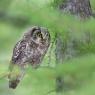 Civetta capogrosso - Boreal owl