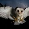 Barbagianni - Barn owl (Tyto alba)