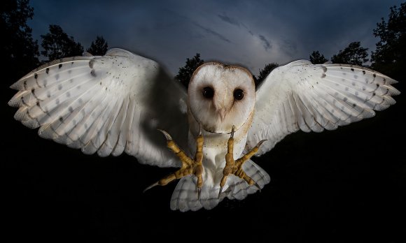 Barbagianni - Barn owl (Tyto alba)