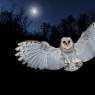 Barbagianni - Barn owl