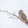 Gufo di Palude - Short eared Owl