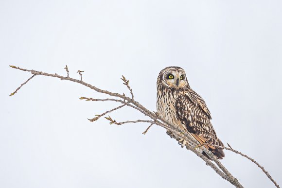 Gufo di Palude - Short eared Owl