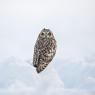 Gufo di Palude - Short eared Owl