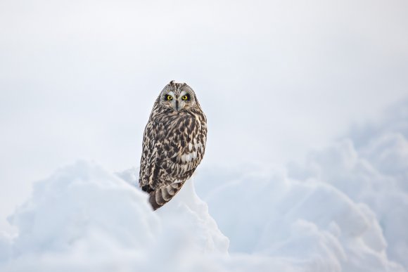 Gufo di Palude - Short eared Owl