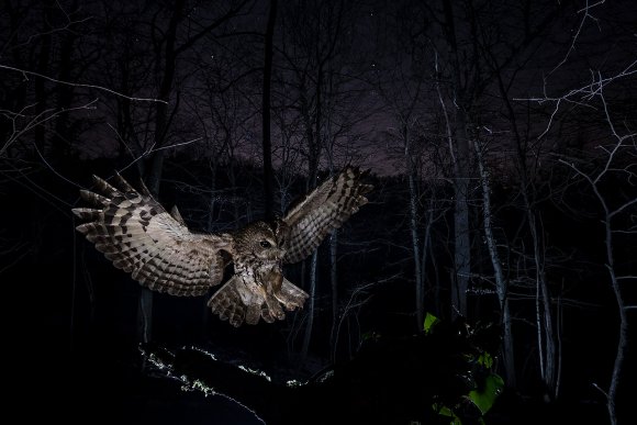 Allocco - Tawny owl (Strix aluco)