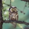 Civetta capogrosso - Boreal owl (Aegolius funereus)
