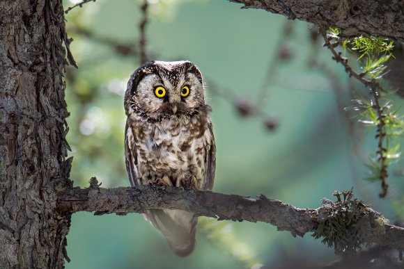 Civetta capogrosso - Boreal owl (Aegolius funereus)