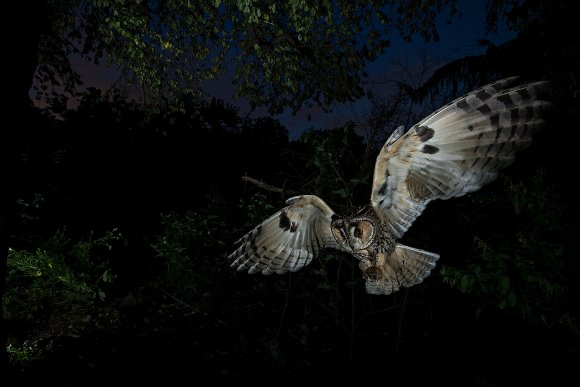 Gufo comune - Long Eared owl