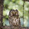 Civetta capogrosso - Boreal owl (Aegolius funereus)