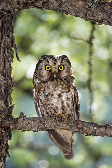 Civetta capogrosso - Boreal owl (Aegolius funereus)