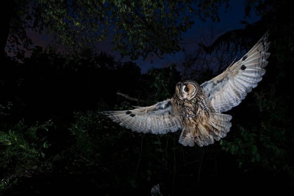 Gufo comune - Long Eared owl