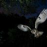 Gufo comune - Long Eared owl