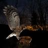 Allocco - Tawny owl (Strix aluco)