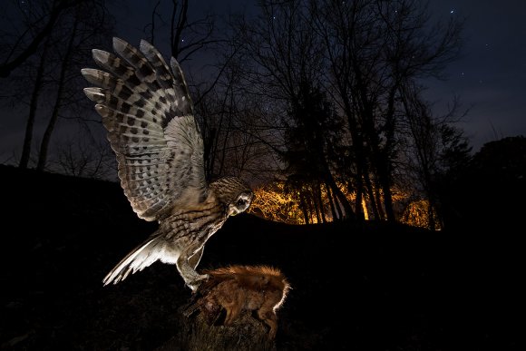 Allocco - Tawny owl (Strix aluco)