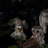 Allocco - Tawny owl (Strix aluco)