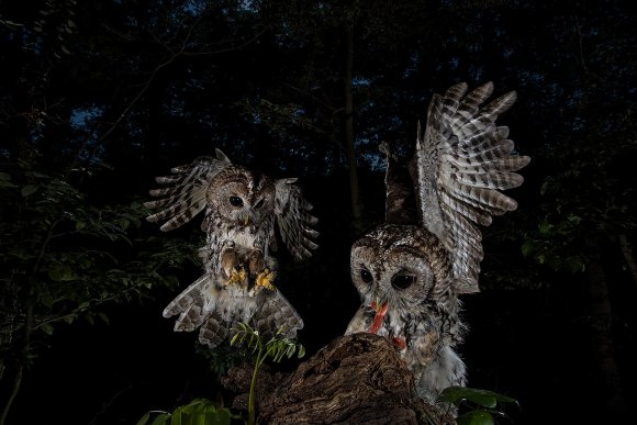 Allocco - Tawny owl (Strix aluco)