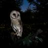 Barbagianni - Barn owl (Tyto alba)