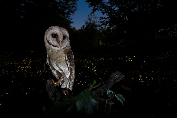 Barbagianni - Barn owl (Tyto alba)