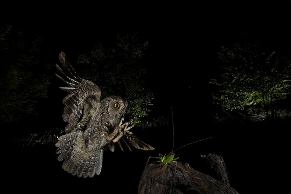 Assiolo - Scops owl