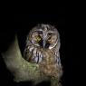 Gufo comune - Long Eared Owl (Asio otus)