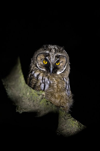 Gufo comune - Long Eared Owl (Asio otus)