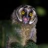 Gufo comune - Long Eared Owl (Asio otus)