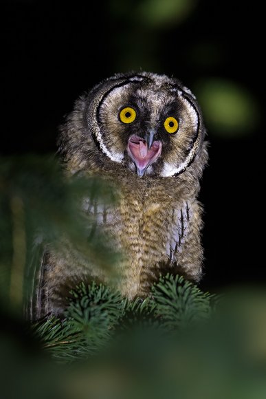 Gufo comune - Long Eared Owl (Asio otus)