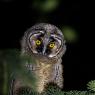 Gufo comune - Long Eared Owl (Asio otus)