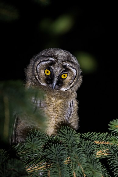 Gufo comune - Long Eared Owl (Asio otus)