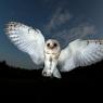 Barbagianni - Barn owl (Tyto alba)