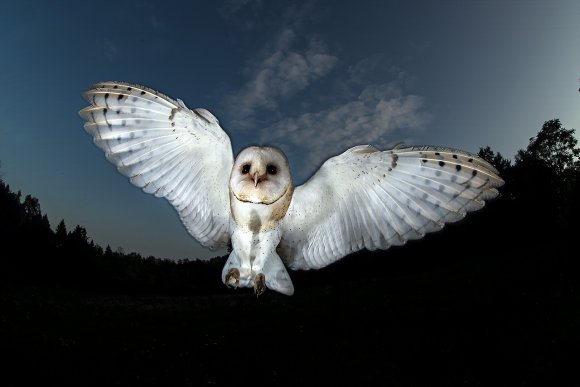 Barbagianni - Barn owl (Tyto alba)