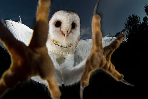 Barbagianni - Barn owl (Tyto alba)